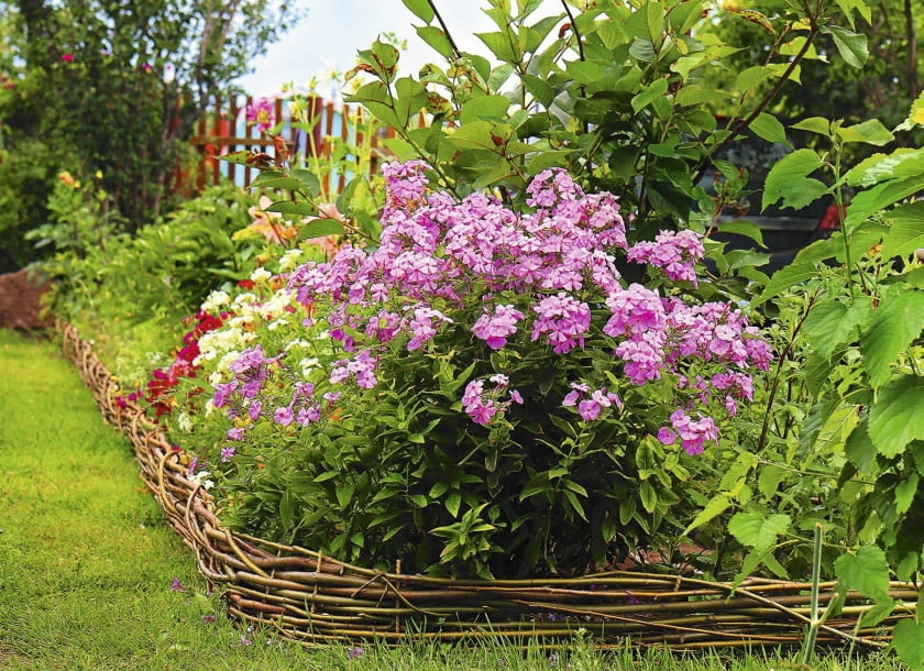 Floksy wiechowate często rozmnażają się same, rozsiewając nasiona. Siewki zakwitają po 2 latach.