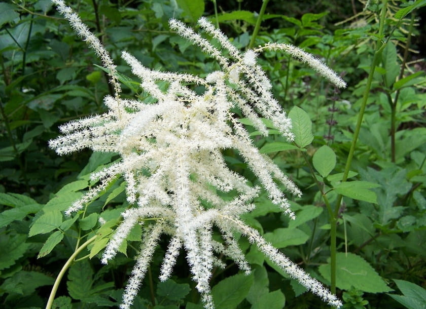 Encyklopedia roślin: Aruncus dioicus