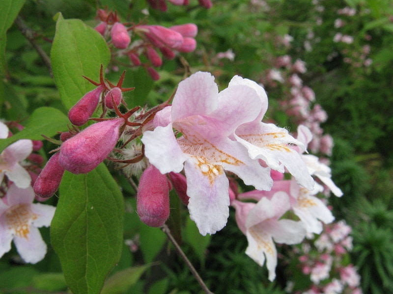 Encyklopedia roślin: Kolkwicja chinska  Kolkwitzia amabilis