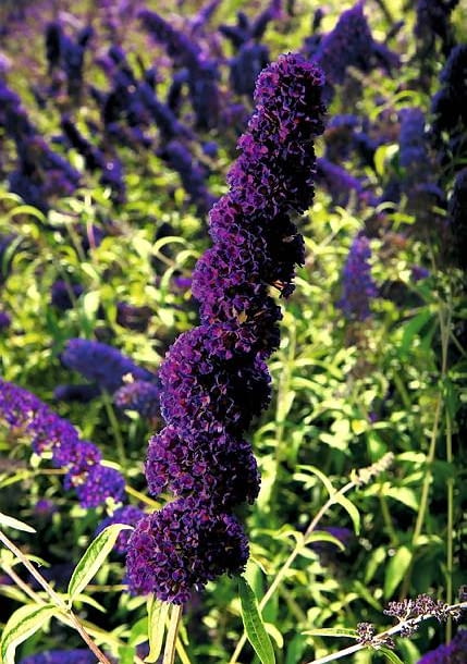 21.08.2009 KONSKOWOLA SZKOLKA OGRODNICZA JULIAN I GRZEGORZ KUROWSCY , KUROWSKI DLA MIESIECZNIKA OGRODY