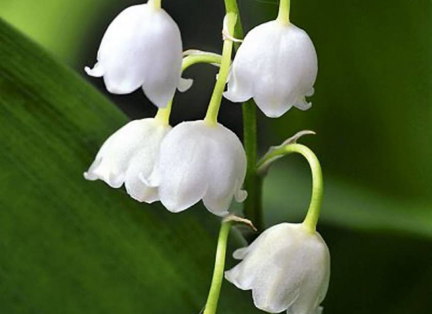 Konwalia majowa nadaje się do dużych ogrodów (jest ekspansywna). Dobrze rośnie w cieniu. Ma białe kwiaty