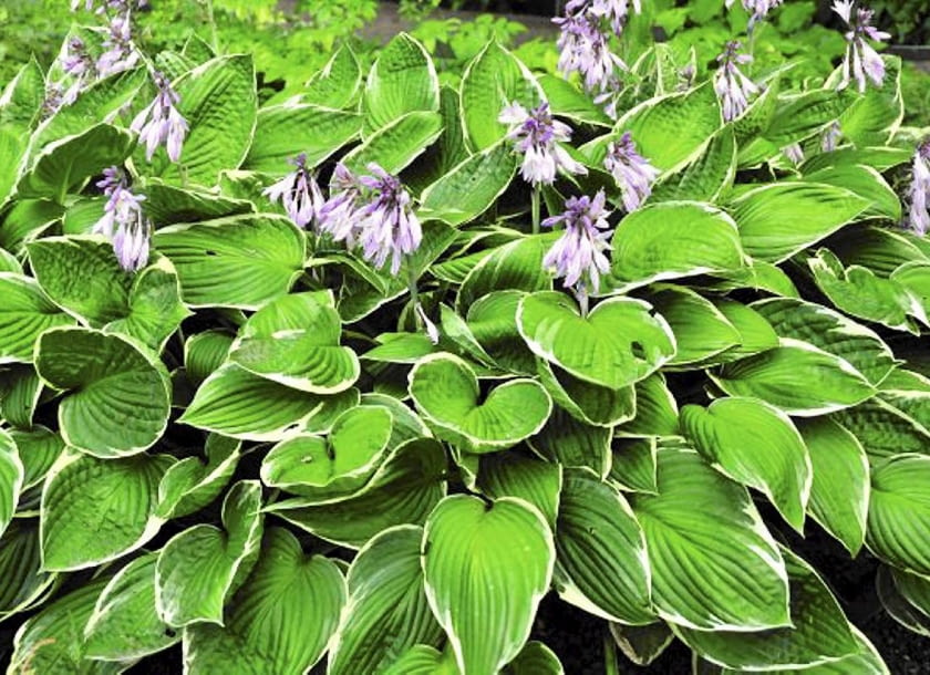 Funkia 'Francee' - z regularną białą obwódką na liściach, znosi głęboki cień. Ma lila fioletowe kwiaty