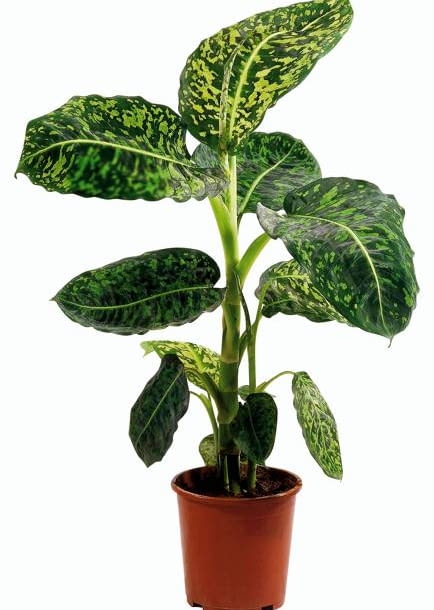 Encyklopedia roślin: KWIATY W MIESZKANIU  Difenbachia znakomicie czuje