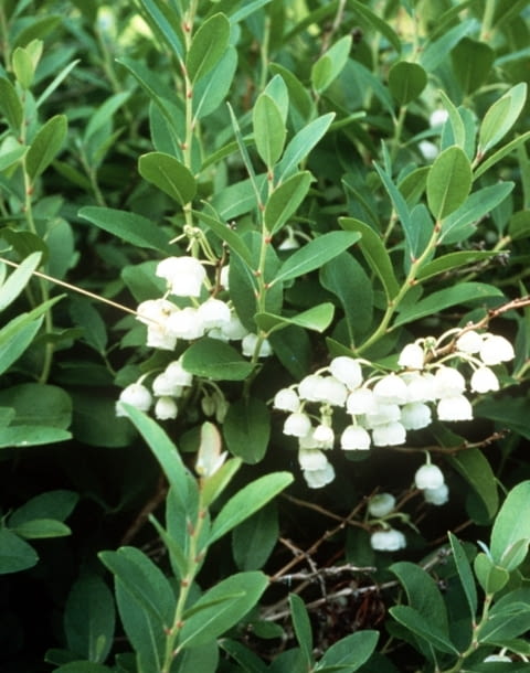 Zenobia Zenobia pulverulenta Encyklopedia roślin: Zenobia Zenobia pulverulenta