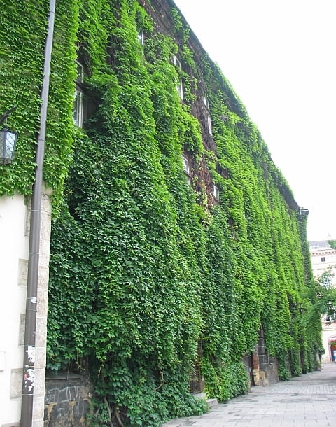 Winobluszcz pięciolistkowy odmiana murowa (Parthenocissus quinquefolia var. murorum)