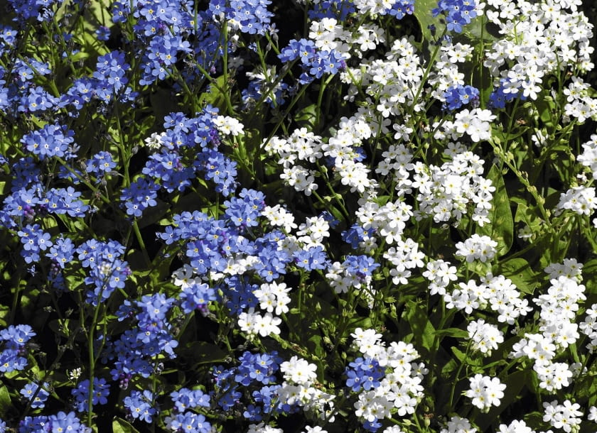 Niezapominajka błotna niezapominajka błotna