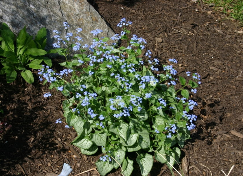 Encyklopedia roślin: Brunnera macrophhylla