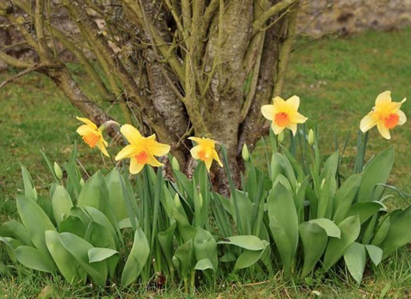 Żonkile tworzące oprawę krzewu.
