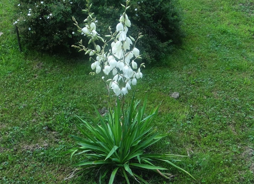 Encyklopedia roślin: Juka karolinska