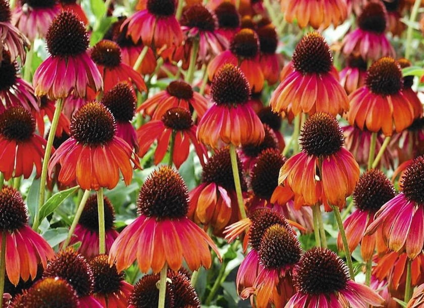 JEŻÓWKA PURPUROWA 'FIREBIRD' przyciąga oczy intensywną czerwienią płatków pogłębioną przez ciemną barwę główki. Dorasta do 65 cm. Szerokość jej kęp jest nieco mniejsza.