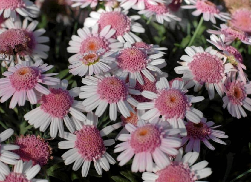 Złocień krzewiasty 'Pacific Candy' nowe kwiaty balkonowe