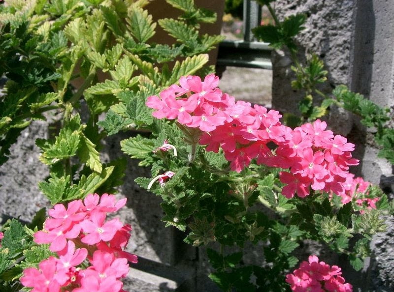 Encyklopedia roślin: Werbena ogrodowa  Verbena hybrida