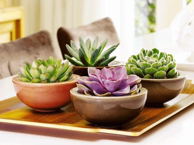 Eszewerie Encyklopedia roślin: Eszewerie