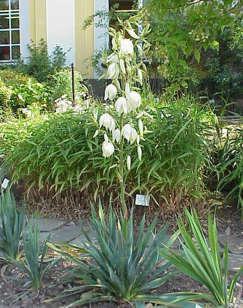 Encyklopedia roślin: Juka karolinska