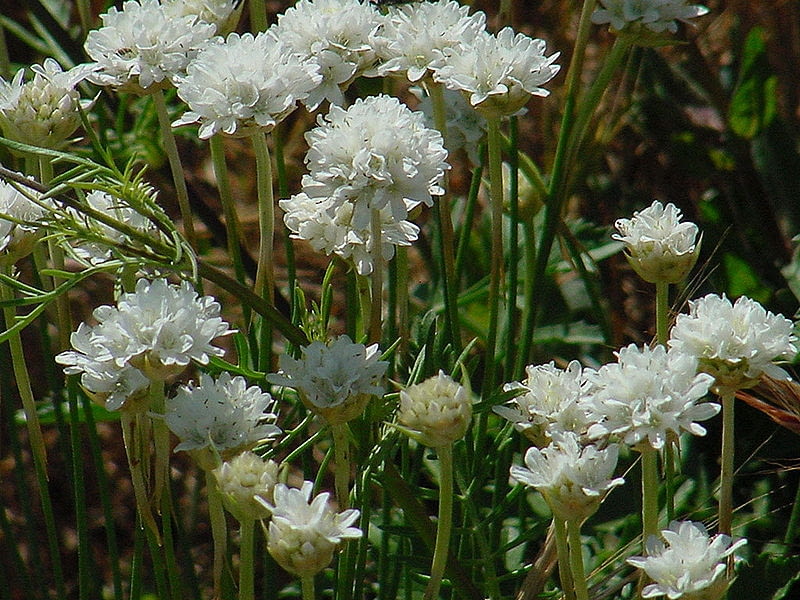 Zawciag piaskowy  Armeria plantain Encyklopedia roślin: Zawciag piaskowy  Armeria plantain
