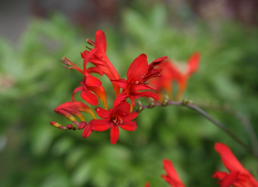 Krokosmia - jednorazowo