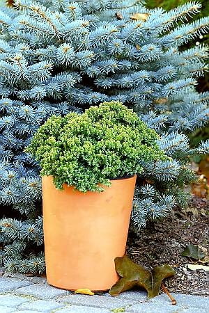 Jałowiec rozesłany 'Nana' <br> Płożący, karłowy krzew. Bardzo wolno rośnie - 10-letni ma zaledwie 30 cm wysokości i metr średnicy. Szerokie, kłujące igły są przez cały rok niebieskozielone, a zimą lekko purpurowe. Nadaje się również na bonsai. 25.10.2003 WARSZAWA JALOWIEC ROZESLANY NANA KRZEW KARLOWY DONICZKA STYLIZACJA MONIKA LUCZKO ALDONA ZAKRZEWSKA FOT. ARKADIUSZ SCICHOCKI / AGENCJA GAZETA PUBLIKACJA CZTERY KATY NR 12 (147) - 12.2003