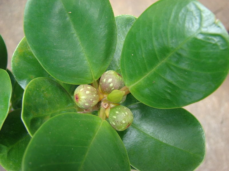 Figowiec deltoistny  Ficus deltoidea Encyklopedia roślin: Figowiec deltoistny  Ficus deltoidea