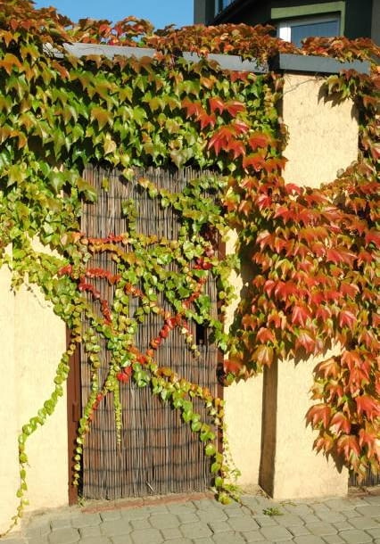 Giętkie pędy winobluszczu umożliwiają otwieranie drzwiczek