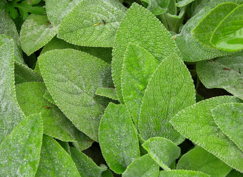 Encyklopedia roślin: Stachys byzantina