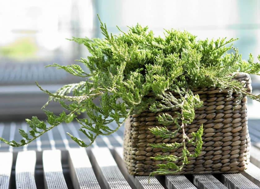 Jalowiec plozacy Juniperus horizontalis Prince Encyklopedia roślin: Jalowiec plozacy Juniperus horizontalis Prince