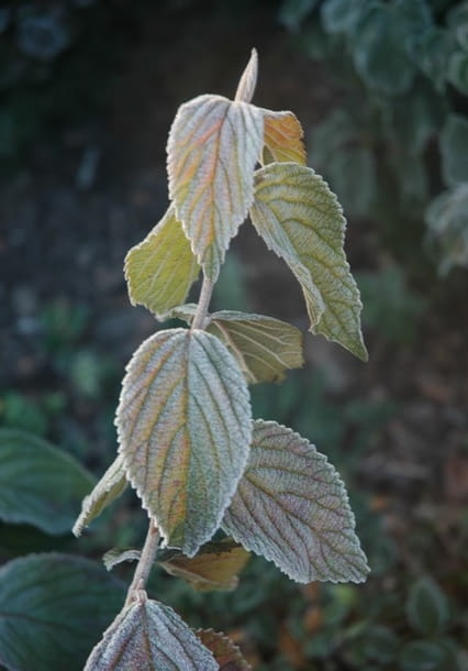Kalina japońska forma płodna (Viburnum plicatum f. tomentosum).