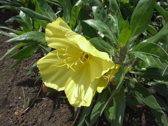 Encyklopedia roślin: Wiesiolek ozdobny inaczej missouryjski  Oenothera