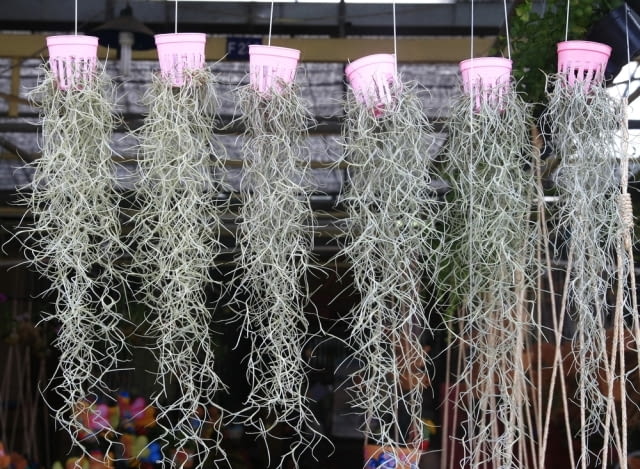 Encyklopedia roślin: Oplatwa brodaczkowata  Tillandsia usneoides  zwana