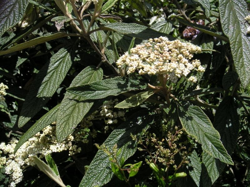 Kalina sztywnolistna  Viburnum rhytidophyllum  ma Encyklopedia roślin: Kalina sztywnolistna  Viburnum rhytidophyllum  ma