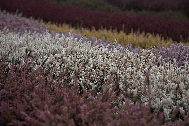 31.08.2007 OGRODY SZKOLKA ROSLIN WRZOSOWATYCH MAGDA I MAREK MAJEWSCY WITOWICE FOT. MICHAL MUTOR / AGENCJA GAZETA