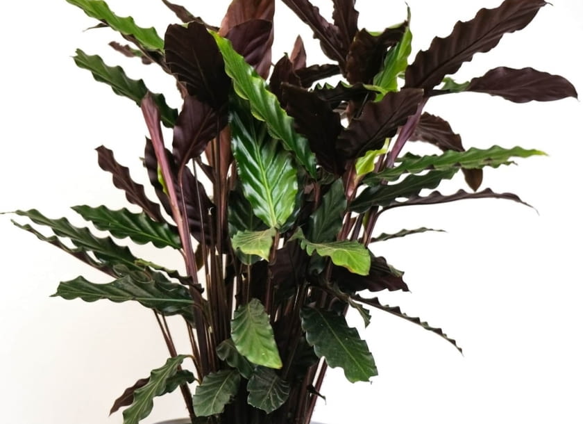 calathea rufibarba calathea rufibarba