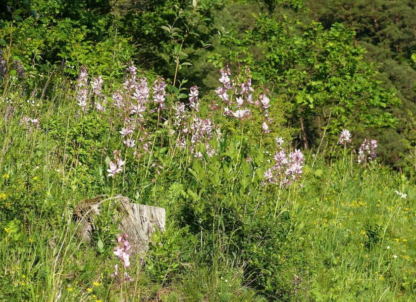 Encyklopedia roślin: Dictamnus albus