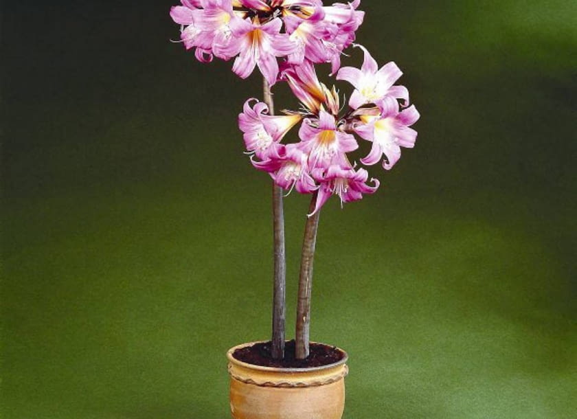 Amarylis 'Stellenbosch' AMARYLIS AMARYLKA ODMIANA STELLENBOSH ROSLINA CEBULOWA DONICZKOWA KWITNACA FOT SERWIS PRASOWY MIEDZYNARODOWE CENTRUM CEBUL KWIATOWYCH PUBLIKACJA KWIETNIK NR. 3 (99) - 03.2003 SLOWA KLUCZOWE: ROSLINY ZDJĘCIE DO WKŁADKI: PUBLIKACJA KWIETNIK NR 3 (99) - CZASOPISMA