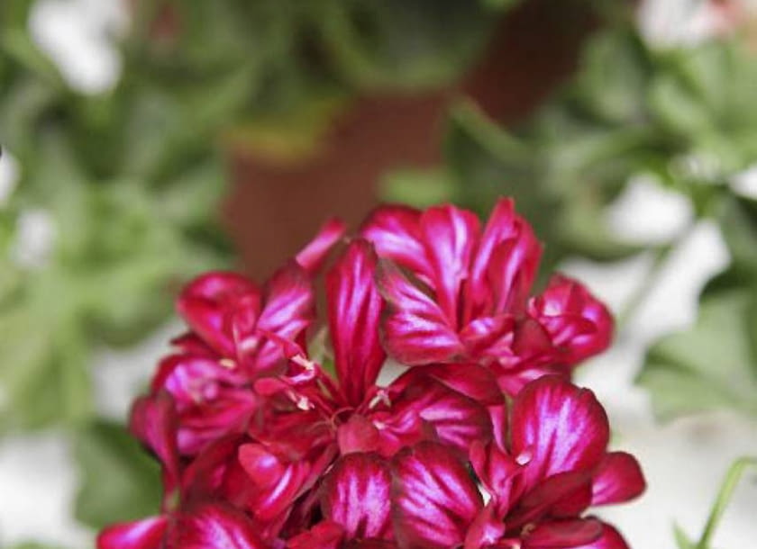 26.06.2009 ZABORZE K/KOSWIECIMIA PLANTPOL - FIRMA PRODUCENT ROSLIN - DZIEN OTWARTY ZDJECIA DLA : OGRODY , KWIETNIK N/Z PELARGONIUM PELTATUM MEXICA TOMCAT FOT. MICHAL MUTOR / AGENCJA GAZETA