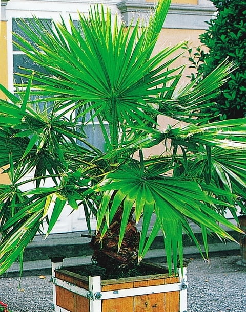 Waszyngtonia nitkowata Washingtonia filifera Encyklopedia roślin: Waszyngtonia nitkowata Washingtonia filifera