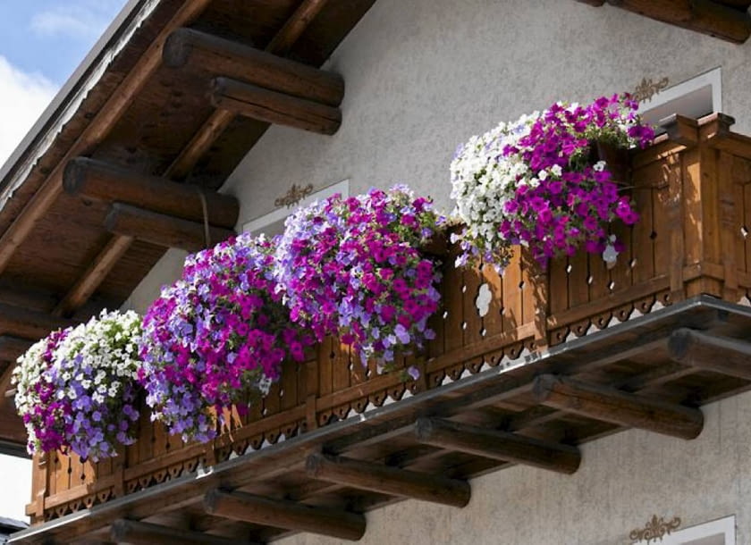 Surfinia, kwiaty balkonowe Surfinia, kwiaty balkonowe