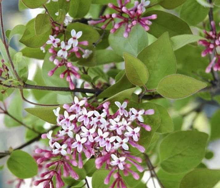 Encyklopedia roślin: Lilak drobnolistny  Krzew lisciasty  Ma owalne lis