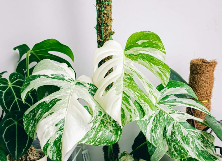 Monstera Variegata