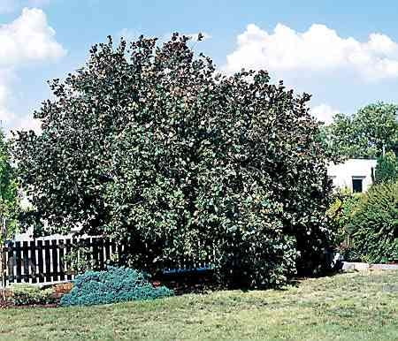 LESZCZYNA ZWYCZAJNA CORYLUS AVELLANA KRZEW OWOCOWY FOT PAWEL SLOMCZYNSKI SLAJD DUZY PUBLIKACJA OGRODY NR 2 (46) - 2.2003