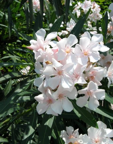 Oleander pospolity (Nerium oleander) 22.06.2003 WLOCHY GENUA KRZEWY LISCIASTE KWIATY OZDOBNE ROSLINY DONICZKOWE OLEANDER KWIATY ODMIANY