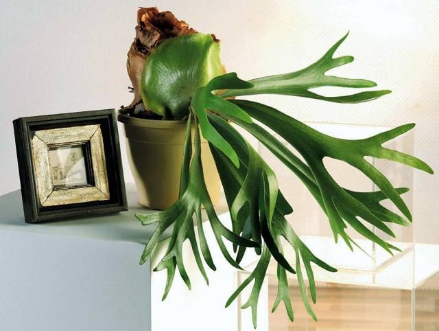 Paprocie uwielbiają wilgoć, ale trzeba je podlewać z umiarem, bo gorzej znoszą zalewanie korzeni niż ich przesuszanie. Bardzo lubią zraszanie liści, a raz w miesiącu - prysznic. Łosie rogi ('Platycerium bifurcatum'), paproć nadrzewna z Chin i Indii. Liście mogą osiągnąć nawet metr długości. 15.11.2006 WARSZAWA DLA KWIETNIK ROSLINA DONICZKOWA ROSLINY DONICZKOWE PAPROC PAPROTKA PAPROCIE NZ LOSIE ROGI PLATYCERIUM BIFURCATUM STYLISTKA: ANETA KOSIBA FOT. LUKASZ ZANDECKI / AGENCJA GAZETA PUBLIKACJA KWIETNIK NR 2 (146) - 2 2007