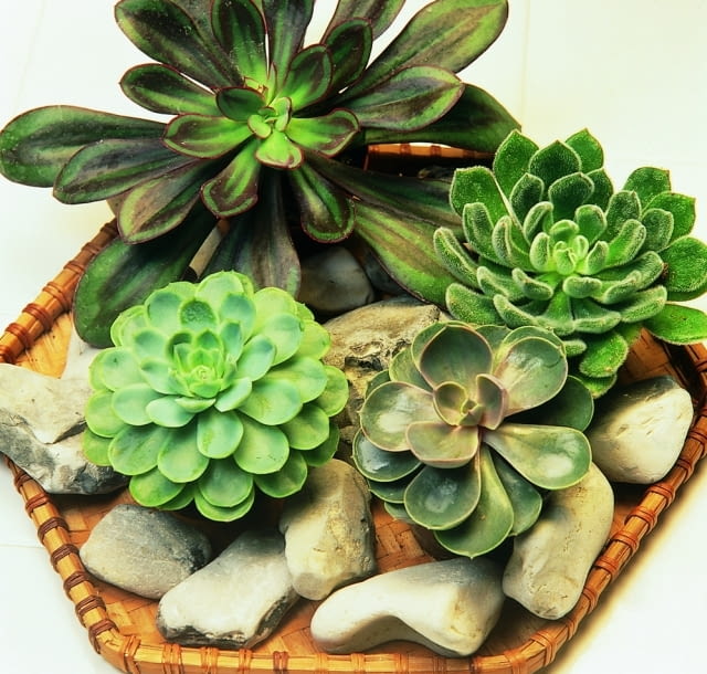 Encyklopedia roślin: Eszeweria  Na zdjeciu sa rozne odmiany  m  in  esz