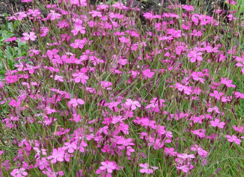 Encyklopedia roślin: Gozdzik kropkowany  Dianthus deltoides