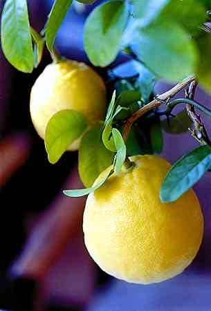 Cytryna skierniewicka (Citrus limon) 'Ponderosa' 06.01.2000. WROCLAW DUZE CYTRYNY WYCHODOWANE W DOMU PRZEZ EMERYTKE PANIA KWIATKOWSKA WE WROCLAWIU FOT. RADOSLAW BUGAJSKI XFS PUBLIKACJA PORADNIK DOMOWY NR 10 (146) - 10.2002