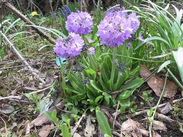 Encyklopedia roślin: Pierwiosnek zabkowany Primula denticulata