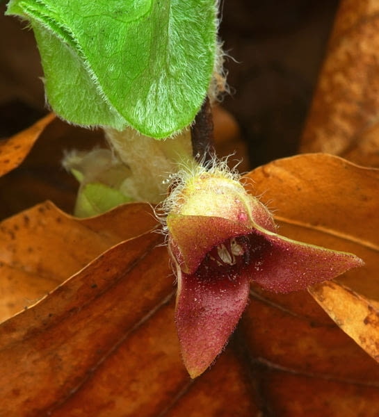 Encyklopedia roślin: kopytnik