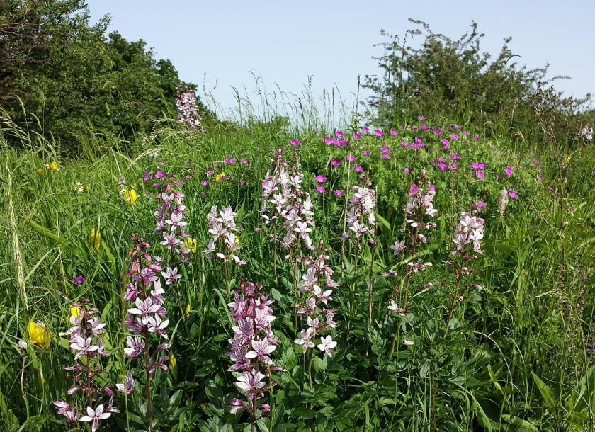 Encyklopedia roślin: Dictamnus albus
