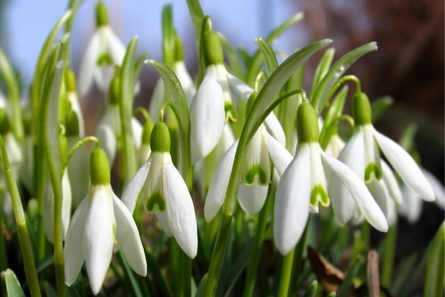 Przebiśnieg (Galanthus nivalis) to mały kwiat cebulowy. Ma białe lub biało-zielone kwiaty ROSLINY KWIATY SNIEZYCZKA PRZEBISNIEG GALANTHUS NIVALIS FOT. WOJCIECH KINDLARSKI PUBLIKACJA KWIETNIK NR 2 (158) - 2 2008