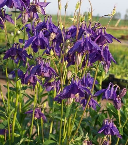 Encyklopedia roślin: Orlik alpejski  Aquilegia alpina  ma fioletowe kwi