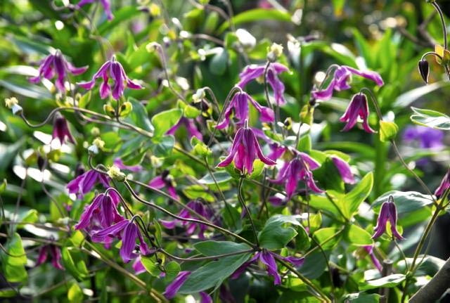 Powojnik (clematis) 'Pangbourne Pink'